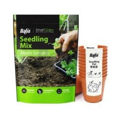 Baba Seedling Soit + Pot