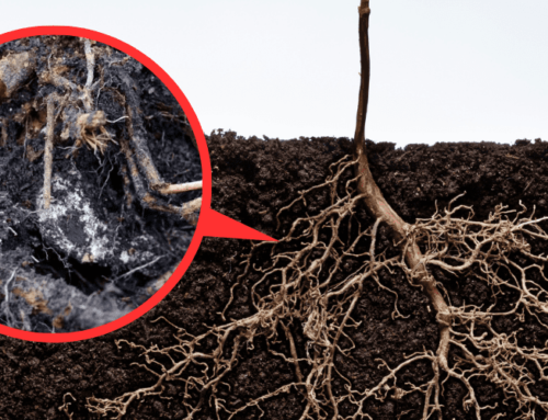 根部白粉状、茎部黑粉状与白虫蠕动，怎么办？