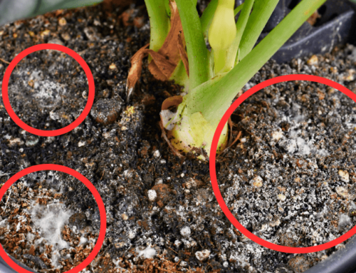 泥土长白霉菌怎么办？