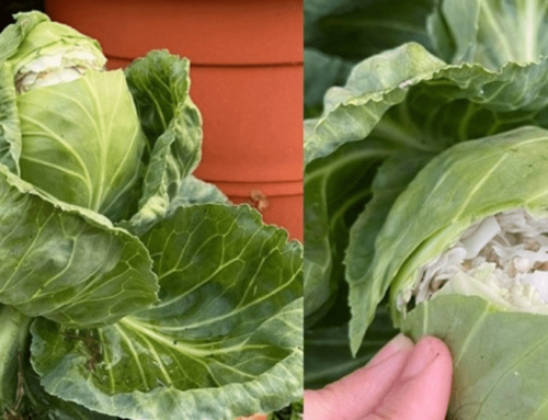 Cabbage randomly splitting by its own?