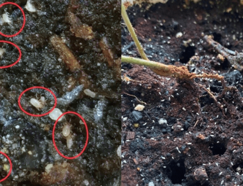 Tiny white bugs in the soil?