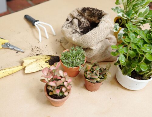 Choosing the Right Gardening Tools: Enhance your Plant Care with Baba’s Expertise