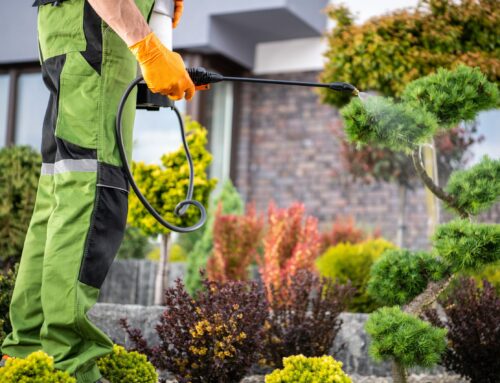 Four Major Pest Problems In Gardening