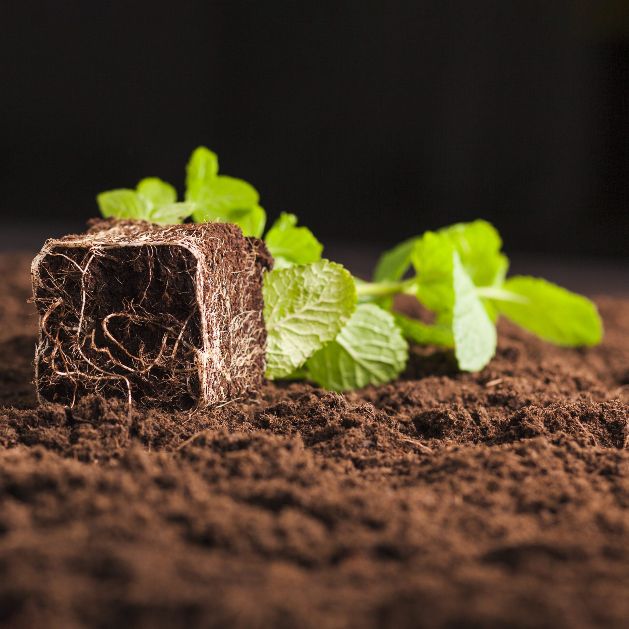 organic soil for plants