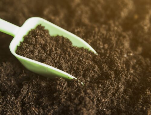 How to Choose the Right Soil? Planting Success with Baba Organic Soil