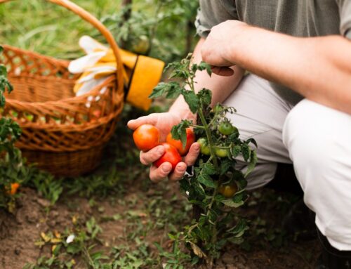 Cultivating Eden: A Beginner’s Guide to Organic Gardening Success