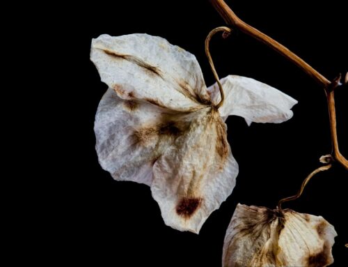 Mengapakah bunga baru orkid mula menjadi gelap, gagal mekar sepenuhnya, dan kemudian layu selepas hanya seminggu?