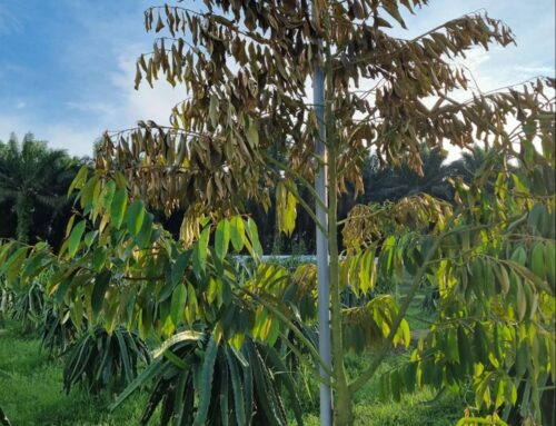 Bagaimana menyelamatkan pokok durian tua yang tinggi dan nipis dengan bahagian atas yang kering dan patah manakala daun baru muncul di bahagian bawah?